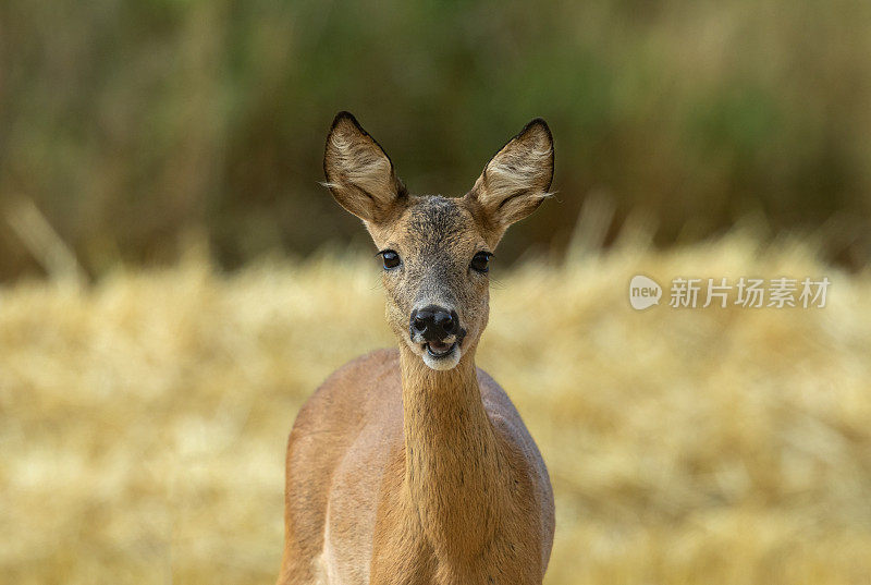 母狍子(Capreolus Capreolus)